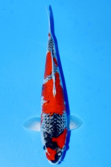 TATEGOI GOSHIKI +38CM Koi kaufen im Koishop