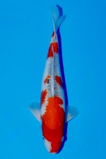 TATEGOI GOSHIKI