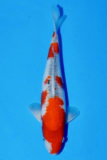 TATEGOI GOSHIKI Koi kaufen im Koishop