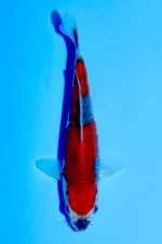 TATEGOI GOSHIKI