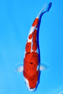 TATEGOI GOSHIKI SANKE WEIBLICH Koi kaufen im Koishop