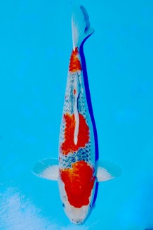 TATEGOI GOSHIKI WEIBLICH +37CM Koi kaufen im Koishop