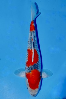 TATEGOI GOSHIKI WEIBLICH +37CM Koi kaufen im Koishop