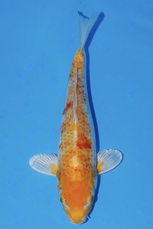 TATEGOI HARIWAKE Koi kaufen im Koishop