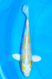 TATEGOI HARIWAKE Koi kaufen im Koishop