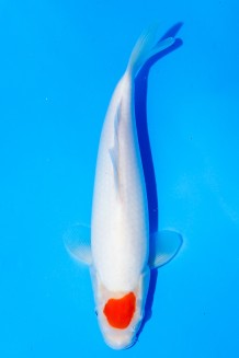 TATEGOI HERZ TANCHO KOHAKU J. TOSAI Koi kaufen im Koishop