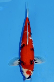 TATEGOI HI-SHOWA +43CM Koi kaufen im Koishop