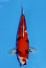 TATEGOI HI-SHOWA +43CM