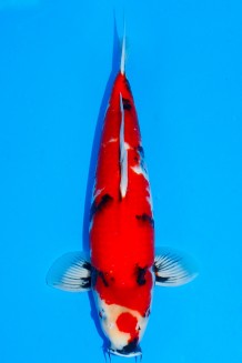 TATEGOI HI-SHOWA +43CM Koi kaufen im Koishop