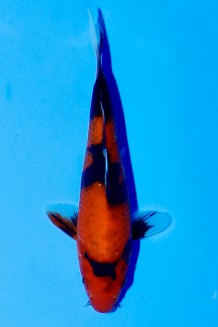 TATEGOI HI-SHOWA Koi kaufen im Koishop