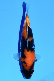 TATEGOI HI SHOWA WEIBLICH Koi kaufen im Koishop