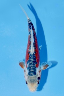 TATEGOI HI SHUSUI Koi kaufen im Koishop