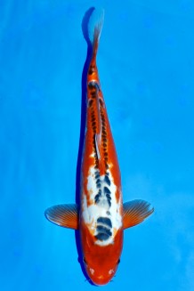 TATEGOI HI SHUSUI WEIBLICH +44CM Koi kaufen im Koishop