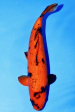 TATEGOI HI-UTSURI +42CM