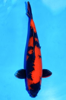 TATEGOI HI-UTSURI +46CM Koi kaufen im Koishop
