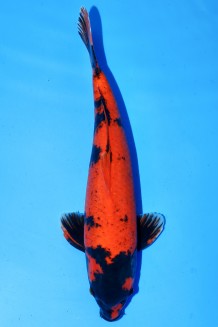 TATEGOI HI-UTSURI +49CM Koi kaufen im Koishop