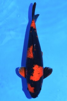 TATEGOI HI-UTSURI +49CM Koi kaufen im Koishop
