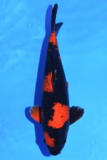 TATEGOI HI-UTSURI +49CM