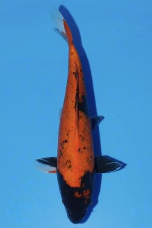 TATEGOI HI-UTSURI Koi kaufen im Koishop