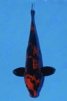 TATEGOI HI-UTSURI Koi kaufen im Koishop