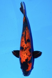 TATEGOI HI-UTSURI Koi kaufen im Koishop