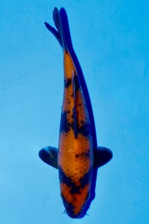 TATEGOI HI-UTSURI Koi kaufen im Koishop