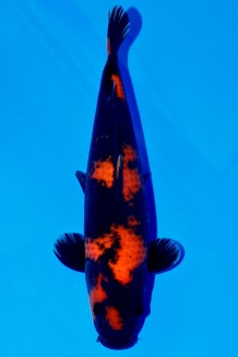 TATEGOI RED TIGER W. WEIBLICH Koi kaufen im Koishop