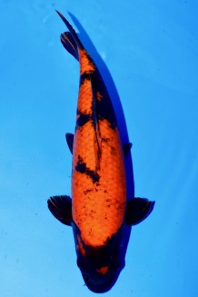 TATEGOI HI-UTSURI WEIBLICH +48CM Koi kaufen im Koishop