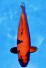 TATEGOI HI-UTSURI WEIBLICH +49CM