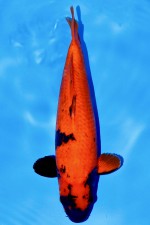 TATEGOI HI-UTSURI WEIBLICH +49CM