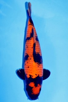 TATEGOI HI-UTSURI WEIBLICH Koi kaufen im Koishop