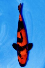 TATEGOI HI-UTSURI WEIBLICH