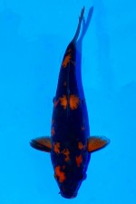 TATEGOI HI-UTSURI WEIBLICH