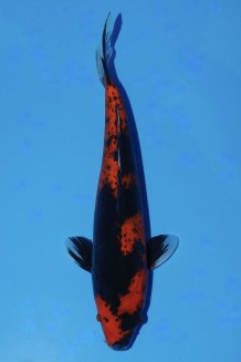 TATEGOI HI-UTSURI WEIBLICH Koi kaufen im Koishop