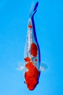 TATEGOI JUMBO TOSAI GINRIN GOSHIKI Koi kaufen im Koishop