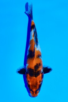 TATEGOI JUMBO TOSAI KIN SHOWA WEIBLICH Koi kaufen im Koishop