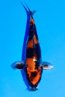 TATEGOI JUMBO TOSAI KIN SHOWA WEIBLICH Koi kaufen im Koishop