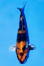 TATEGOI JUMBO TOSAI KIN SHOWA WEIBLICH