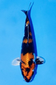 TATEGOI JUMBO TOSAI KIN SHOWA WEIBLICH Koi kaufen im Koishop