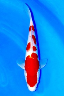 TATEGOI KOHAKU Koi kaufen im Koishop