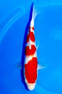 TATEGOI KOHAKU Koi kaufen im Koishop