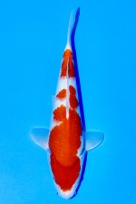 TATEGOI JUMBO TOSAI KOHAKU