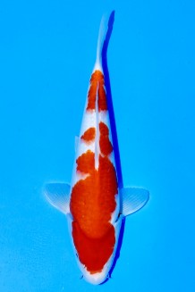 TATEGOI JUMBO TOSAI KOHAKU Koi kaufen im Koishop