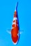 TATEGOI JUMBO TOSAI KOHAKU