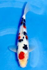 TATEGOI JUMBO TOSAI SANKE