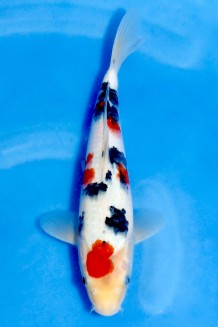 TATEGOI SANKE Koi kaufen im Koishop