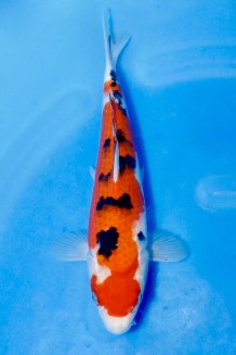 TATEGOI SANKE Koi kaufen im Koishop