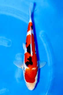 TATEGOI JUMBO TOSAI SANKE Koi kaufen im Koishop