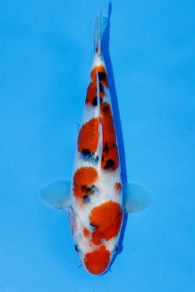 TATEGOI JUMBO TOSAI SANKE WEIBLICH Koi kaufen im Koishop