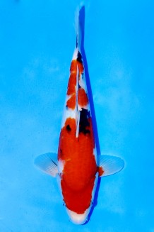 TATEGOI JUMBO TOSAI SANKE WEIBLICH Koi kaufen im Koishop